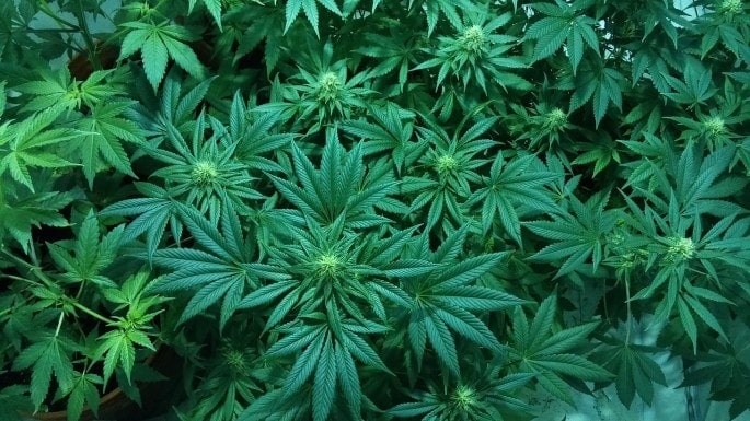The Ultimate Guide to Creating Cannabis Labels