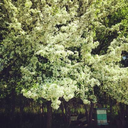 boeckman-outyard-apple-tree-2014