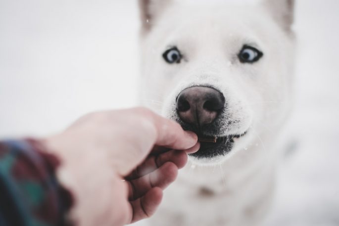White Husky dog accepting a small pet treat from outstretched hand