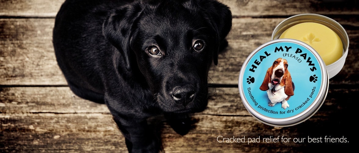 heal my paws banner