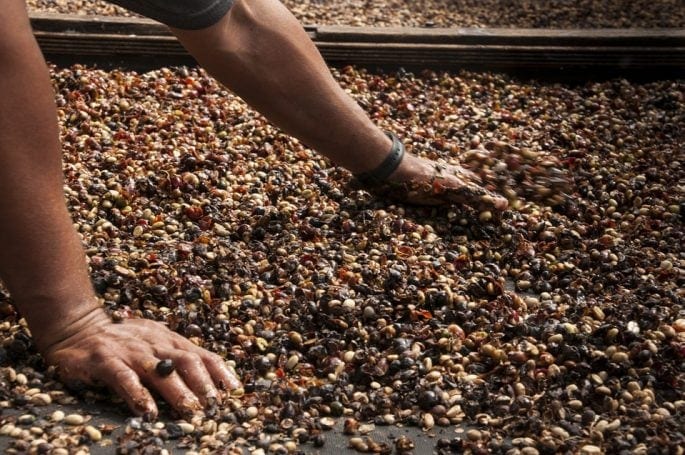 harvesting-and-processing